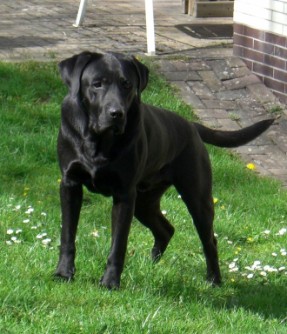 Ingo
